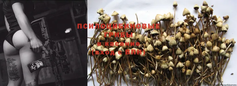 Псилоцибиновые грибы MAGIC MUSHROOMS  дарнет шоп  Муром 